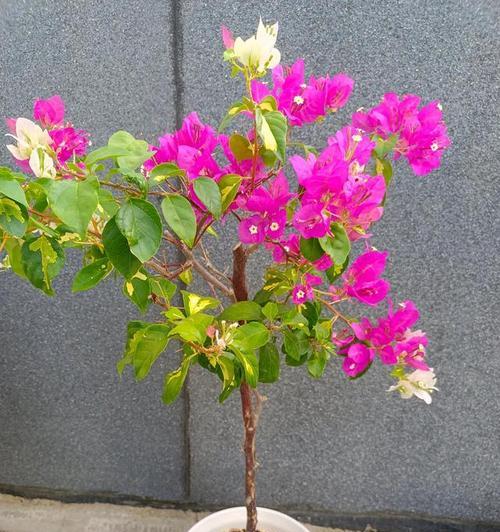 三角梅开花季节解析（盛开绚烂花海，花期长达数月）