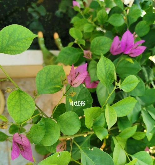 三角梅开花季节解析（盛开绚烂花海，花期长达数月）