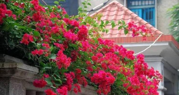 三角梅开花季节解析（盛开绚烂花海，花期长达数月）