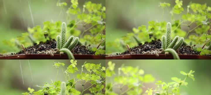 植物的生长关键因素（探究植物生长需要的环境条件）