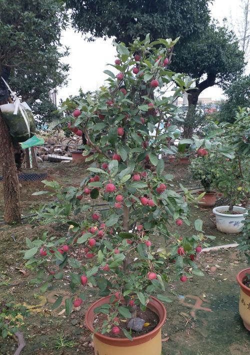 盆栽海棠推荐——选购最优品种(打造美丽花园的首选,盆栽海棠品种详解) 盆栽海棠推荐——选购最优品种(打造美丽花园的首选,盆栽海棠品种详解)