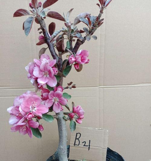 盆栽海棠推荐——选购最优品种(打造美丽花园的首选,盆栽海棠品种详解) 盆栽海棠推荐——选购最优品种(打造美丽花园的首选,盆栽海棠品种详解)