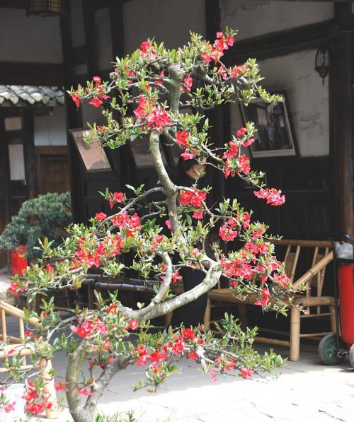 盆栽海棠推荐——选购最优品种(打造美丽花园的首选,盆栽海棠品种详解) 盆栽海棠推荐——选购最优品种(打造美丽花园的首选,盆栽海棠品种详解)