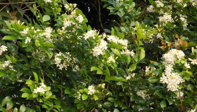 九里香开花时间详解（揭秘九里香开花季节及开花特点）