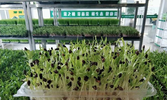 水生蔬菜种类全解析（探究水培蔬菜的品种、生长、养护以及产量）