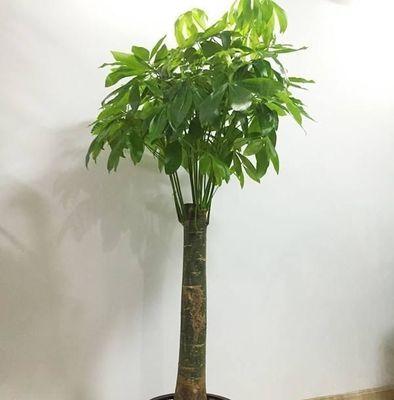 大盆发财树的养殖技术（打造室内绿色空间，关注生态环保）