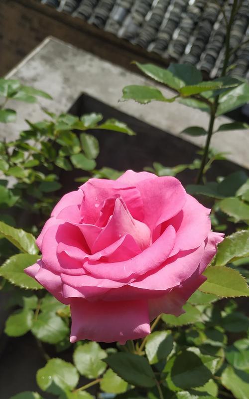 粉色玫瑰花的寓意剖析（浪漫、温馨、感情、友谊、幸福）