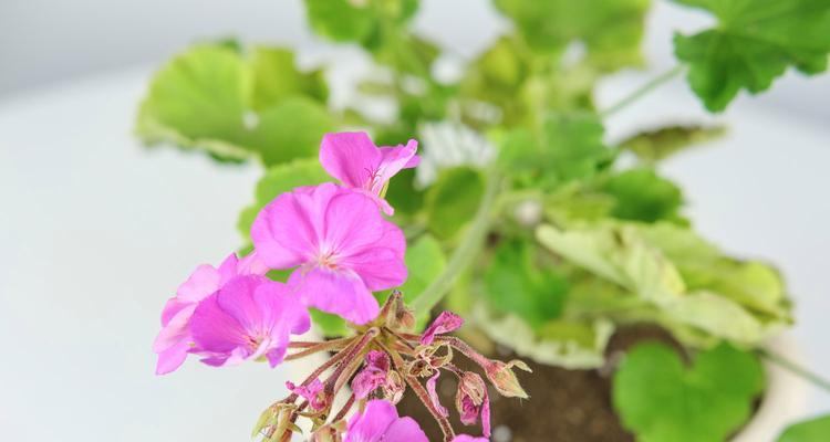 怎样修剪天竺葵（修剪技巧、注意事项及工具）