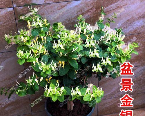 金银花盆景养殖全攻略（打造自己的小清新花园，让金银花盆景变得更美）