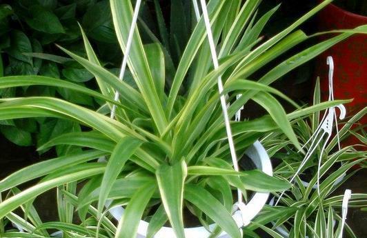 挑战绿手指，学会养护吊兰花（吊兰花养护指南，让家中常青常绿）