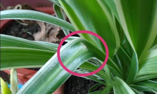 挑战绿手指，学会养护吊兰花（吊兰花养护指南，让家中常青常绿）