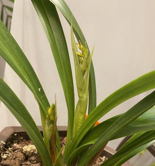 墨兰花的养殖全攻略（打造家居绿色生活，让墨兰花陪你度过美好时光）