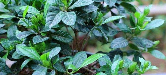 栀子花的冬季保养（如何避免栀子花在冬天被冻死？）