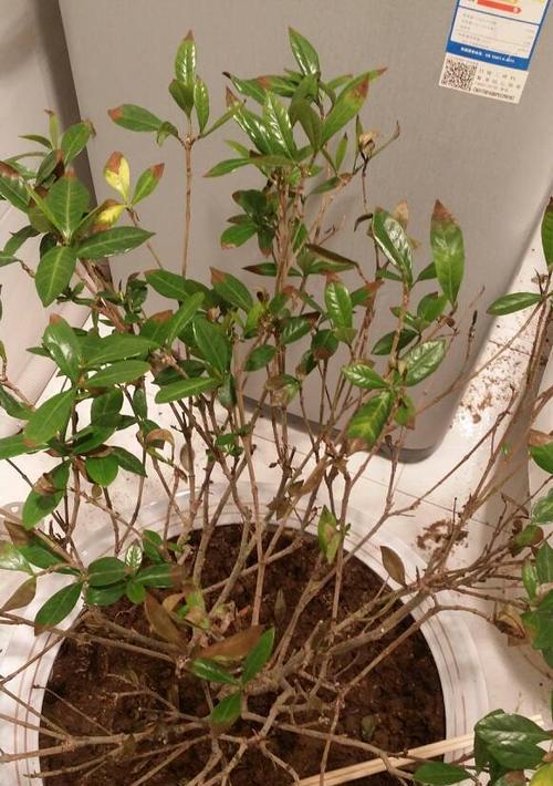栀子花的冬季保养（如何避免栀子花在冬天被冻死？）