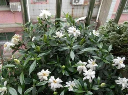 栀子花的冬季保养（如何避免栀子花在冬天被冻死？）