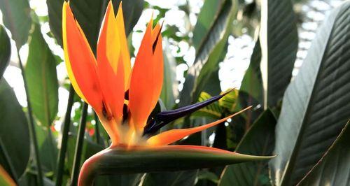 望鹤兰养殖指南（从选苗到管理，一步步教你打造美丽的家庭花园）