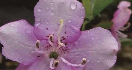 望鹤兰养殖指南（从选苗到管理，一步步教你打造美丽的家庭花园）