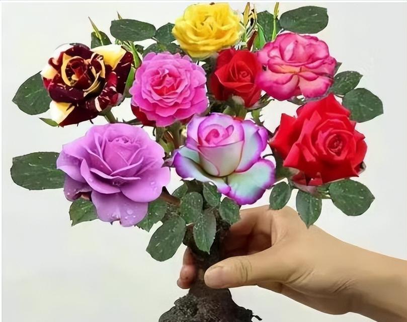 盆栽小玫瑰花养护指南（如何让盆栽小玫瑰花长得更美？）