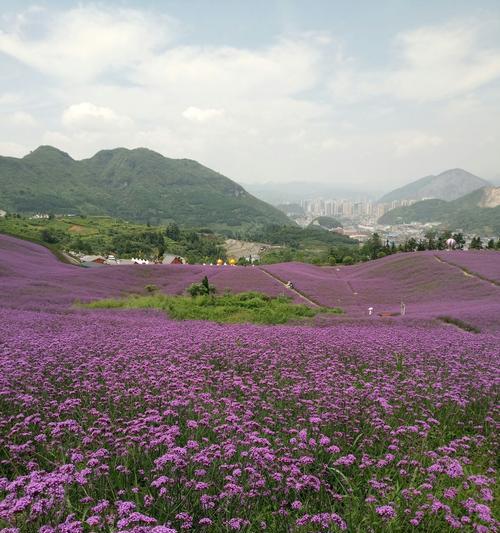 马鞭草的花期究竟有多长时间（繁花期间，她们在何时绽放，何时凋落）