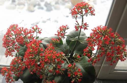 长寿花品种介绍大全（探寻长寿花品种，了解其花色和养护技巧）