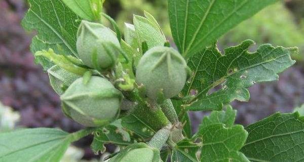 如何防治木槿花常见虫害？（掌握防虫技巧，保护木槿花健康）