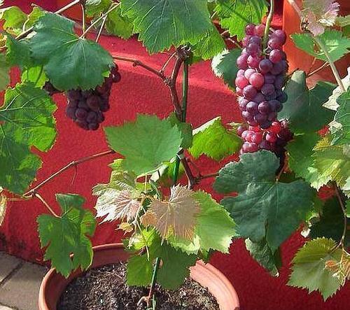 盆栽葡萄的种植技巧（打造居家小酒厂，盆栽葡萄，百变生活！）