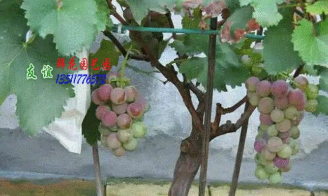 盆栽葡萄的种植技巧（打造居家小酒厂，盆栽葡萄，百变生活！）