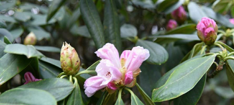 魅力杜鹃花（探寻杜鹃花的五彩世界）