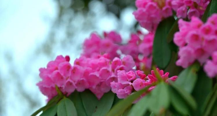 魅力杜鹃花（探寻杜鹃花的五彩世界）