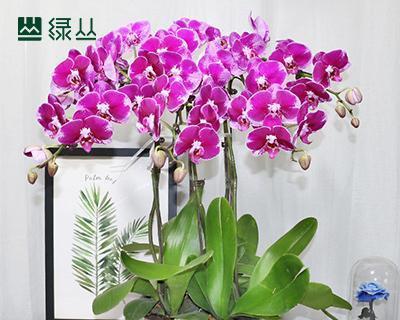 如何养护植物蝴蝶兰？（打造一个美丽的室内花园）