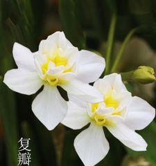 水仙花的五种颜色(探索水仙花的色彩世界) 水仙花的五种颜色(探索水仙花的色彩世界)