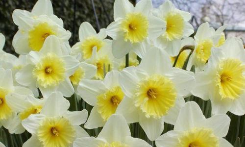 水仙花的五种颜色(探索水仙花的色彩世界) 水仙花的五种颜色(探索水仙花的色彩世界)