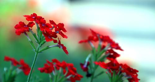 美女樱夏天的扦插方法（如何在家中种植美女樱夏天）