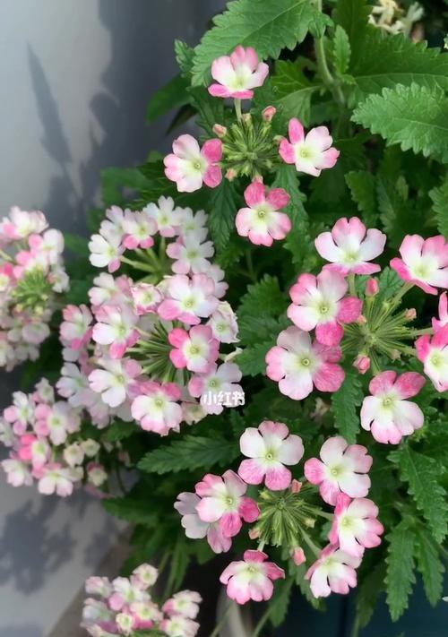 美女樱夏天的扦插方法（如何在家中种植美女樱夏天）