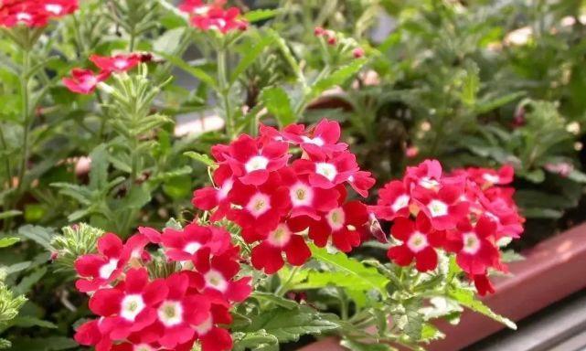 美女樱夏天的扦插方法（如何在家中种植美女樱夏天）