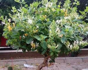 野外挖的金银花如何盆栽（从采摘到移植，详细教你成为金银花种植高手）