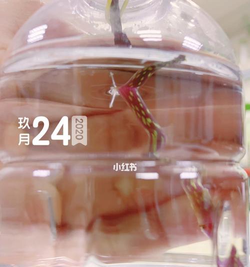 吊竹梅可以水培吗？（探讨吊竹梅水培的可行性）