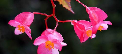 四季秋海棠繁殖方法（以种植和扦插为主的繁殖技巧）