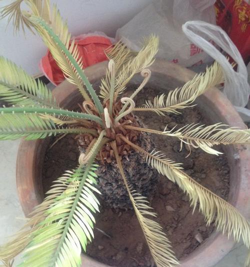 养殖铁树的叶子发黄怎么办（解决铁树叶子发黄的方法）