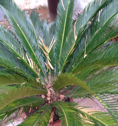 养殖铁树的叶子发黄怎么办（解决铁树叶子发黄的方法）