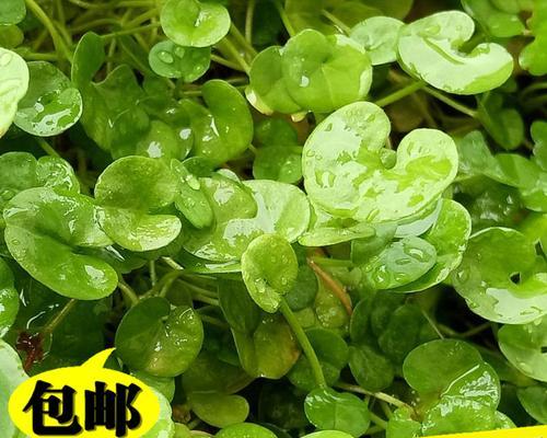 马蹄金水培方法详解（实用的种植技巧，让你轻松打造美丽庭院）