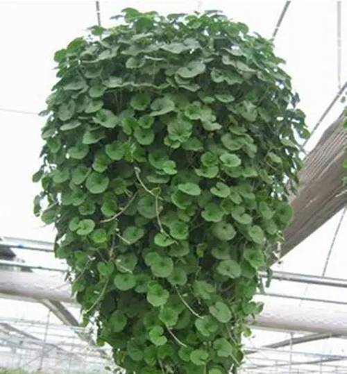 马蹄金水培方法详解（实用的种植技巧，让你轻松打造美丽庭院）