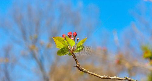 樱花种子的发芽过程（揭秘樱花从种子到开花的秘密，探究种子发芽的时间和条件）