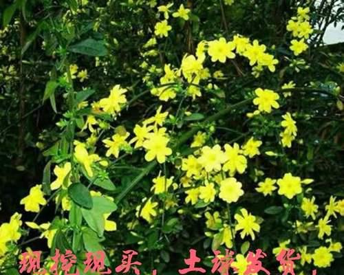 迎春花种植和养护（育苗、土壤、浇水、施肥、修剪、防虫、移栽、注意事项）