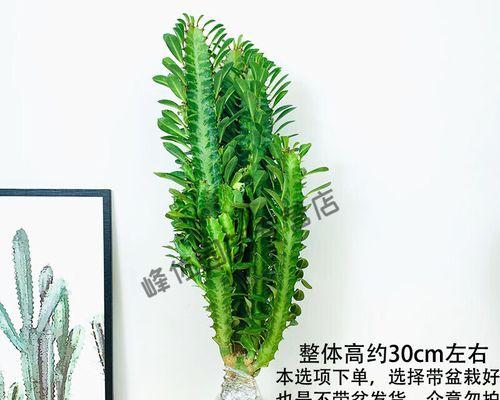 家居园艺的好选择——龙骨花卉（适合室内养护的五种龙骨花卉及其护理技巧）