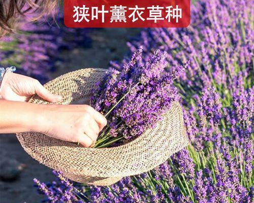 如何种植薰衣草（从选种到管理，一步步教你打造自己的薰衣草花园）