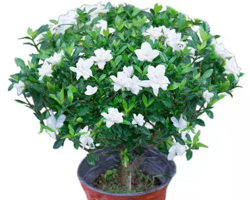 栀子花盆栽的方法与注意事项（家庭自养，品味花香）