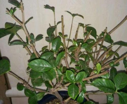 栀子花盆栽的方法与注意事项（家庭自养，品味花香）