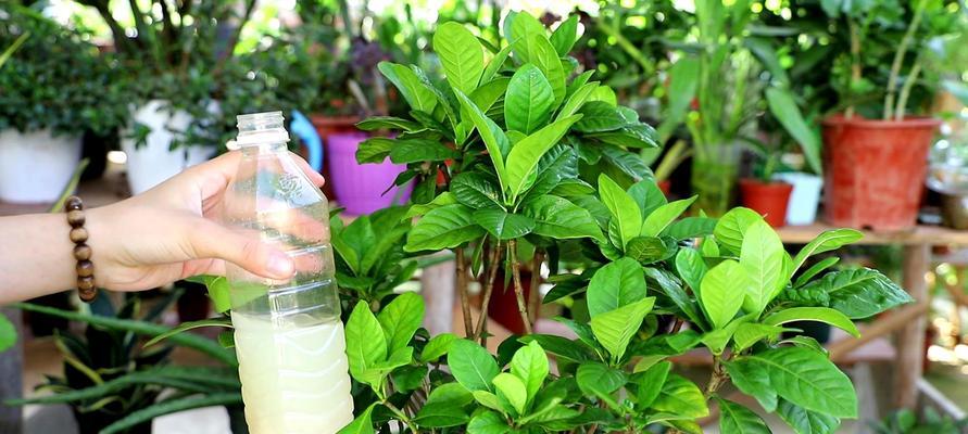 栀子花盆栽的方法与注意事项（家庭自养，品味花香）