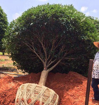 如何养护丹桂树？（培育健康树木，享受丰收收获）